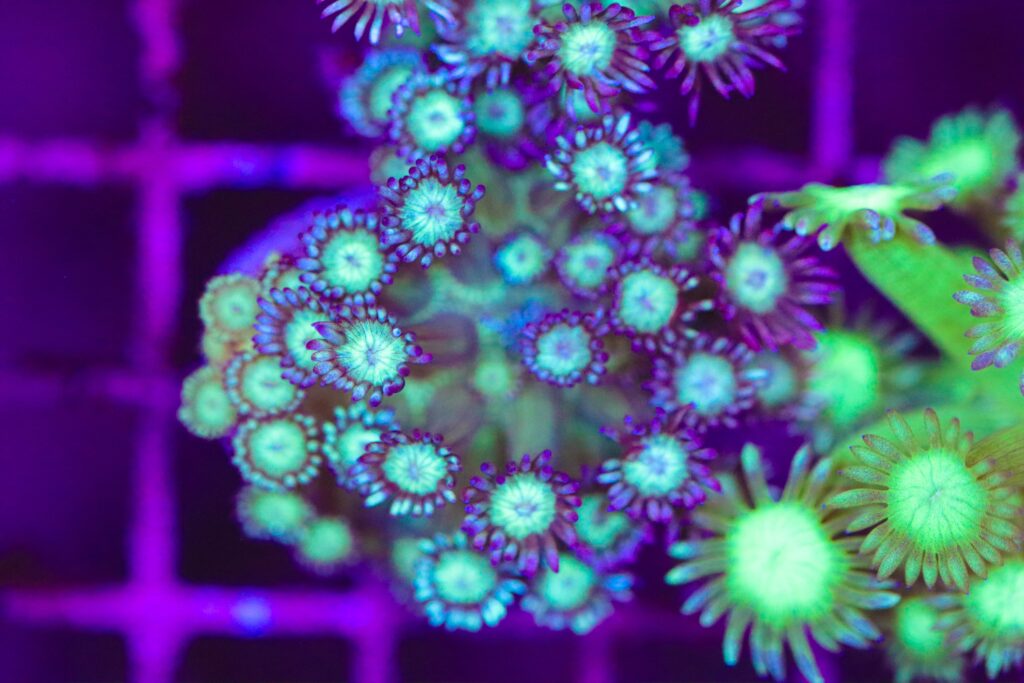 Frag Box Corals