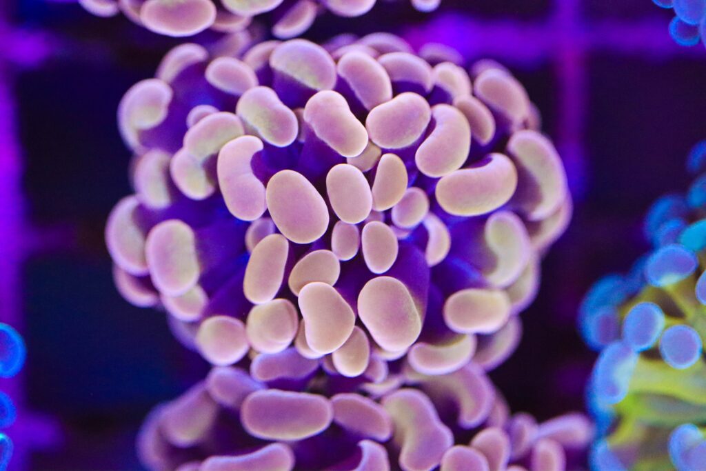 Frag Box Corals