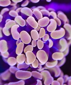 Rose Gold Orange Hammer Coral Frag (Row #81)