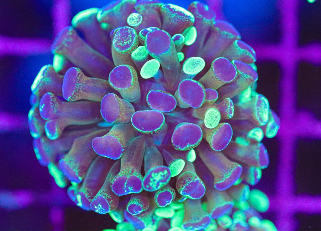 Frag Box Corals