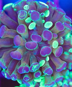 Mutant Gold Hammer Coral Frag (Row #86)