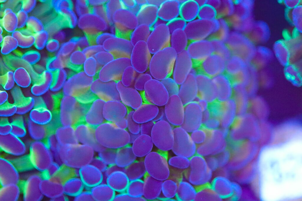 Frag Box Corals