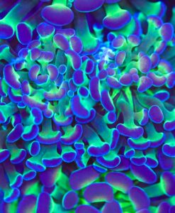 Acid Trip HammerCoral Frag (Row #88)