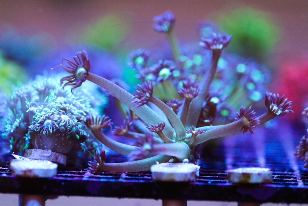 Frag Box Corals