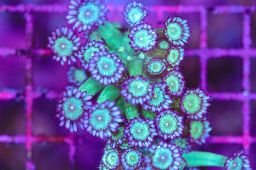 Frag Box Corals