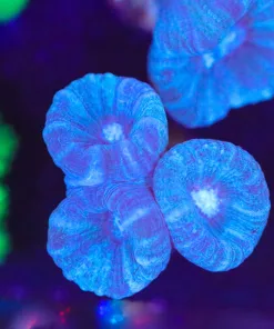 Blue Trumpet Coral