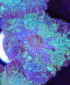 XL Blue Green Speckled Mushroom Coral Frag (Row #91:B)