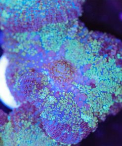 XL Blue Green Speckled Mushroom Coral Frag (Row #91:B)