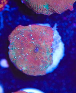 White Stripe Red Mushroom Frag (Row #99)