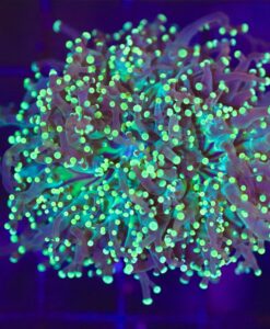Wysiwyg Frogspawn Coral (C3)