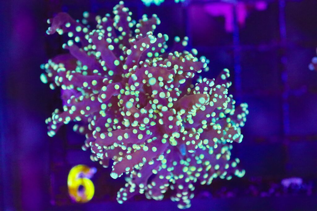 Frag Box Corals