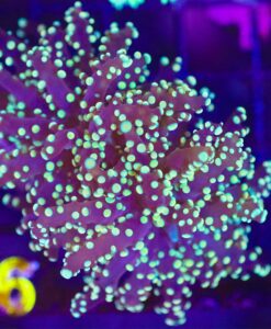 Wysiwyg  Frogspawn Coral (C6)