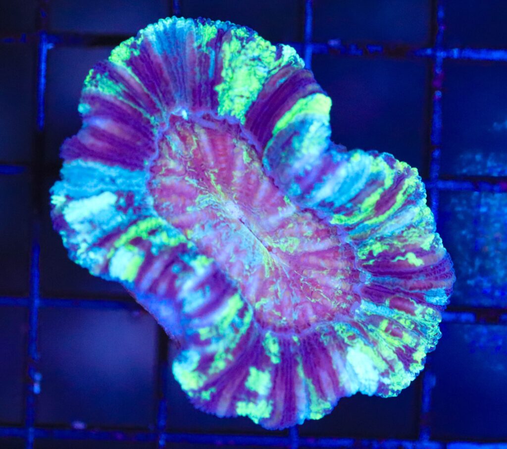 Frag Box Corals