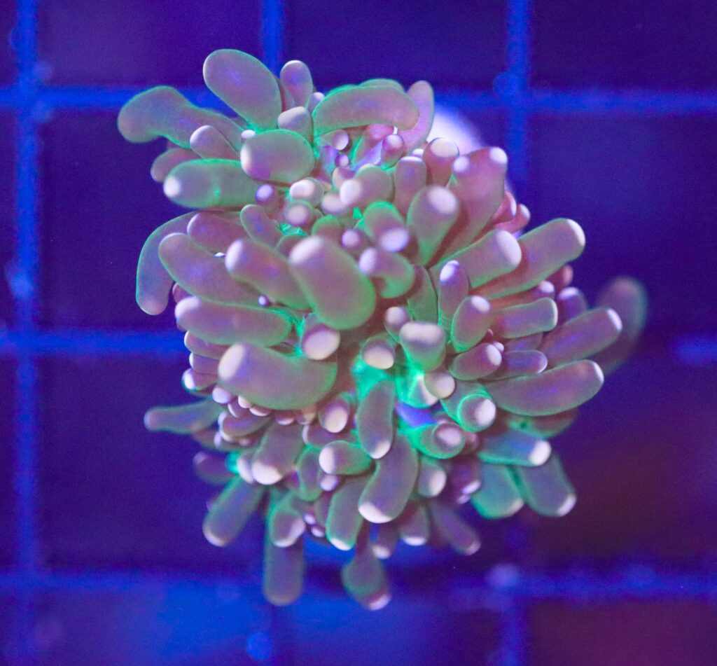 Frag Box Corals