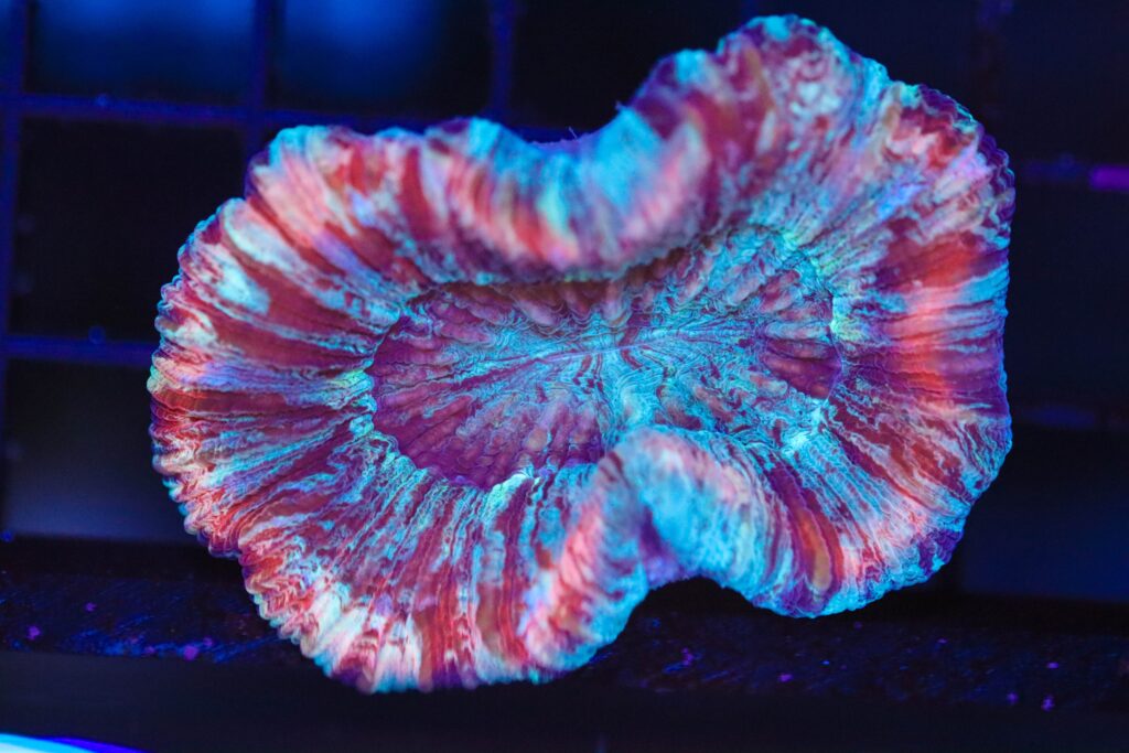 Frag Box Corals