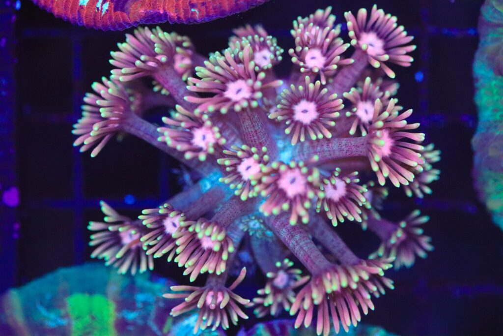 Frag Box Corals