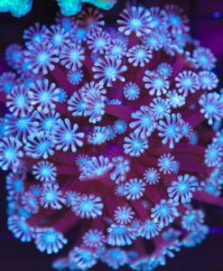Wysiwyg Alveopora (C70)