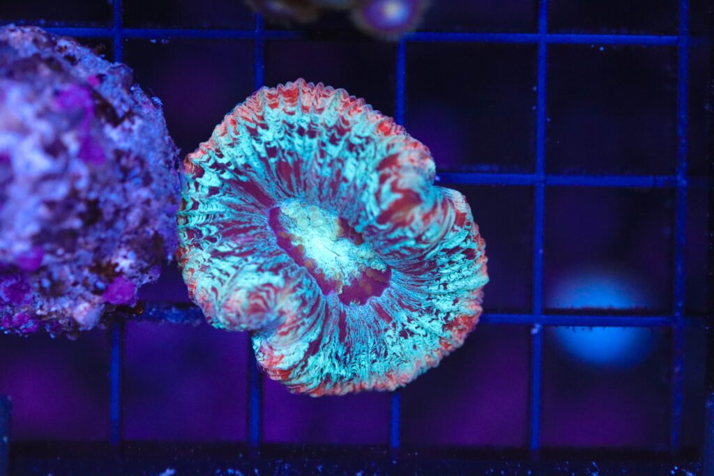 Frag Box Corals