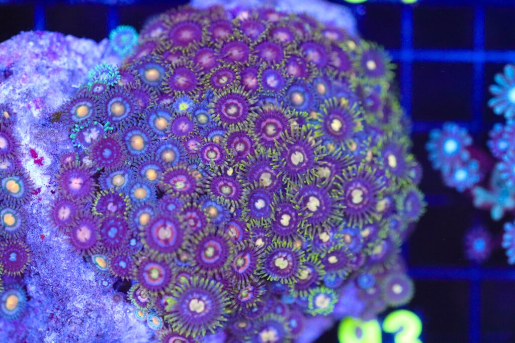Frag Box Corals