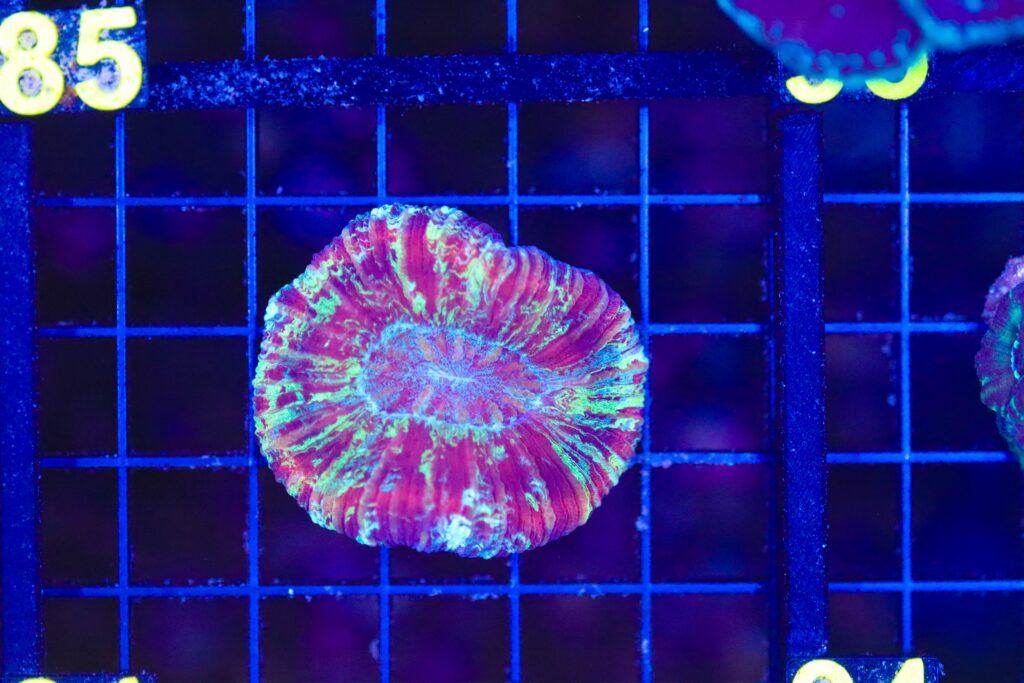 Frag Box Corals