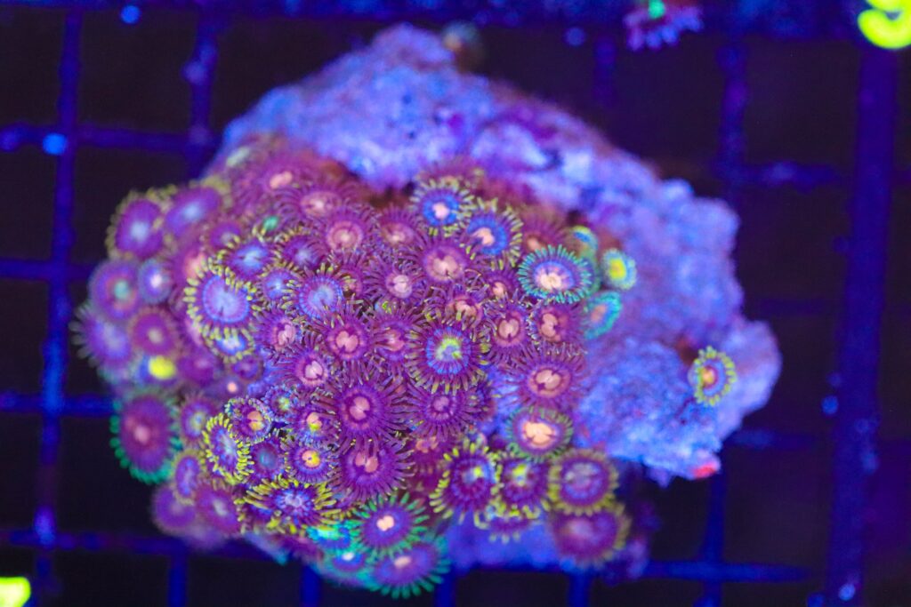 Frag Box Corals