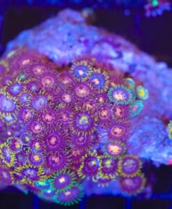 Wysiwyg Zoanthid Covered Rock (C87)
