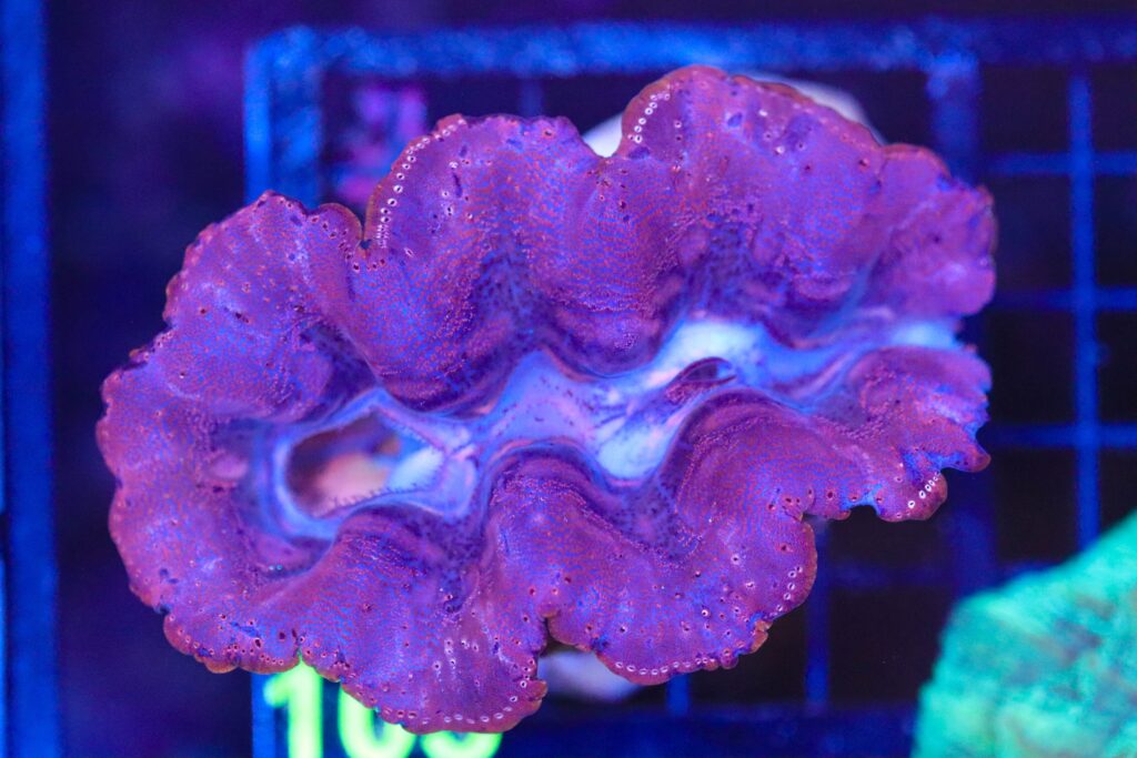 Frag Box Corals