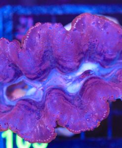 Wysiwyg Maxima Clam (C105)