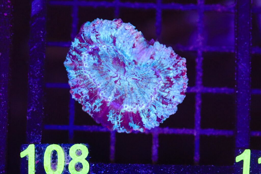 Frag Box Corals