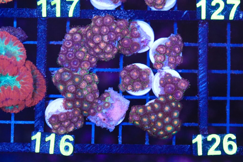 Frag Box Corals