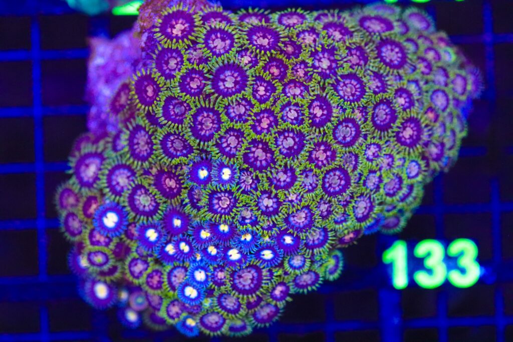 Frag Box Corals