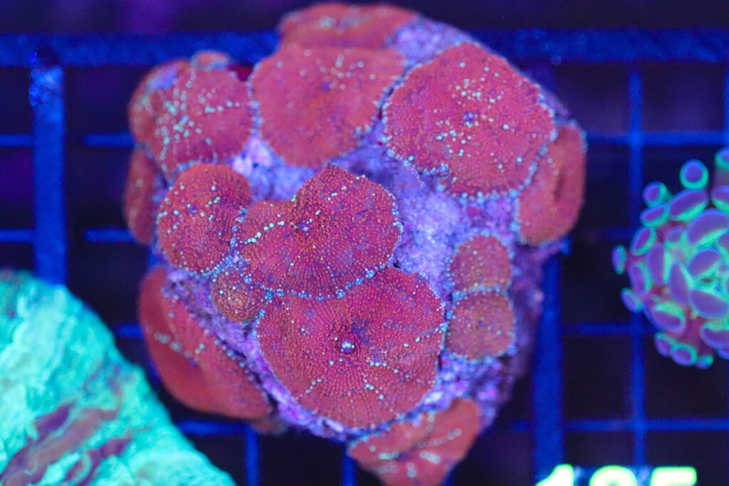 Frag Box Corals