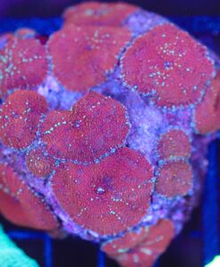Wysiwyg Red Stripe Mushrooms Rock Covered (C125)