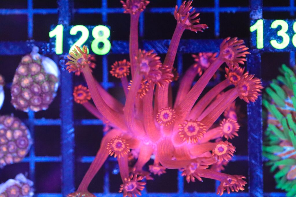 Frag Box Corals