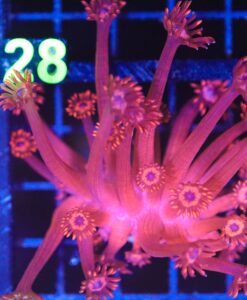 Wysiwyg Flowerpot Coral (C127)
