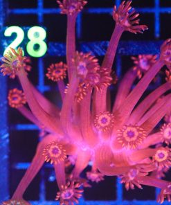 Wysiwyg Flowerpot Coral (C127)
