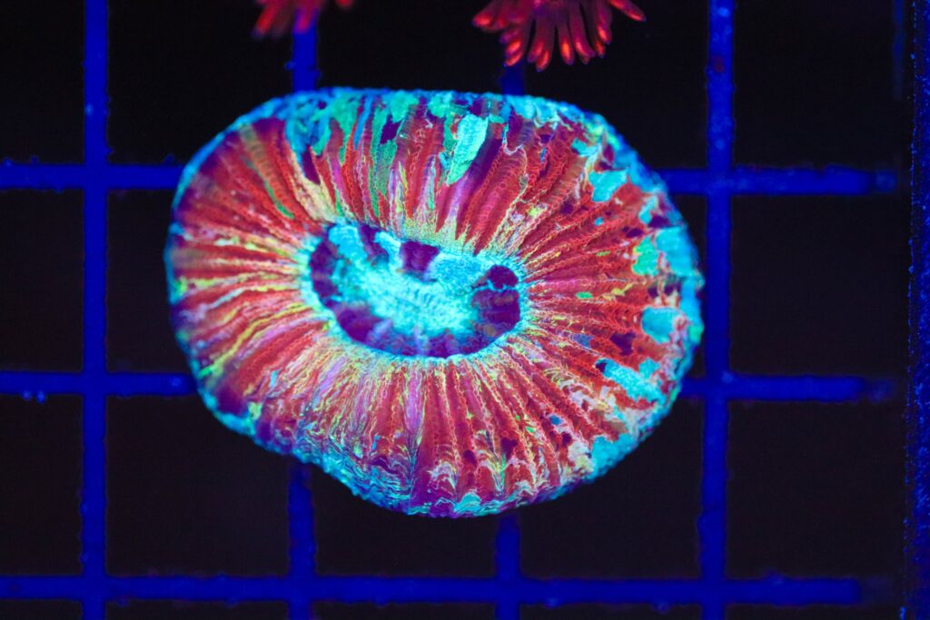 Frag Box Corals