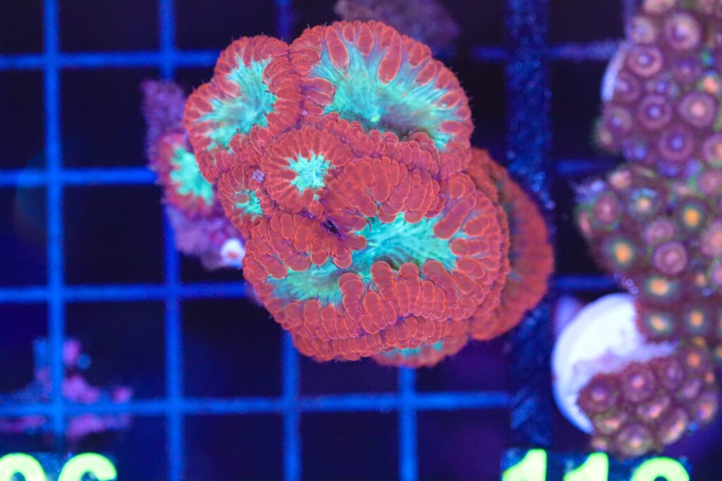Frag Box Corals