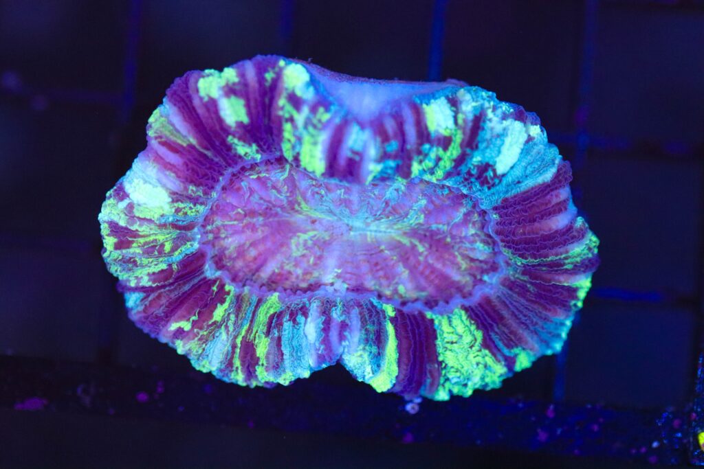Frag Box Corals
