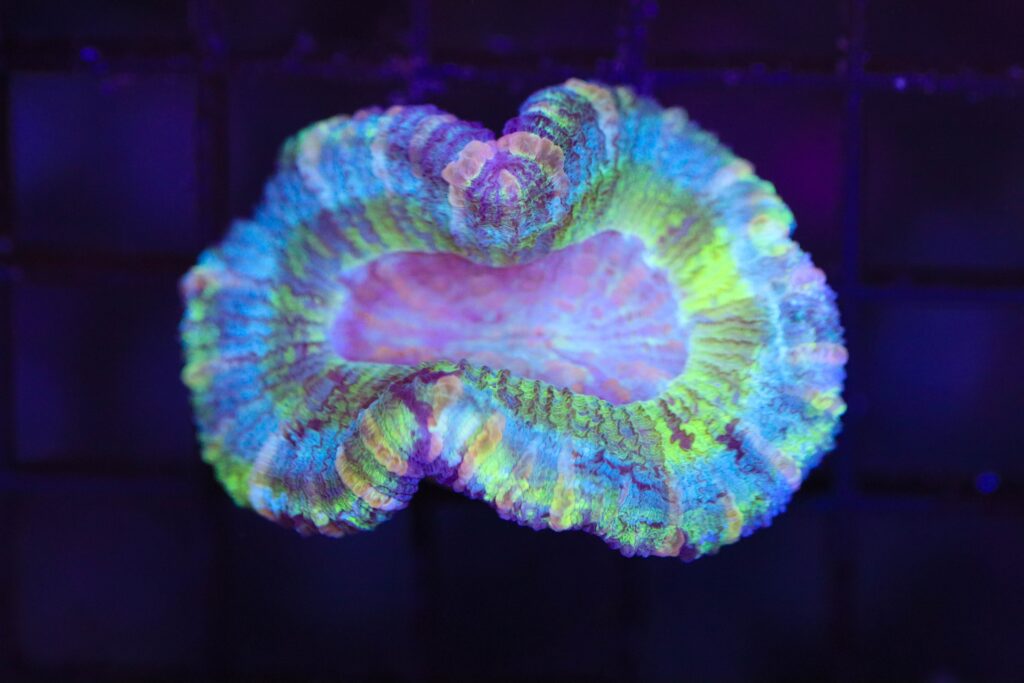 Frag Box Corals
