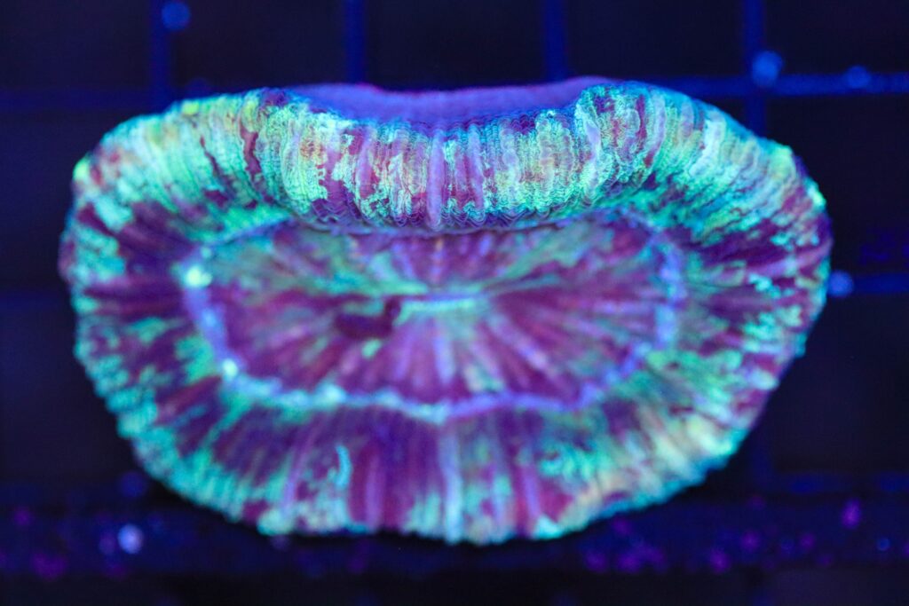 Frag Box Corals
