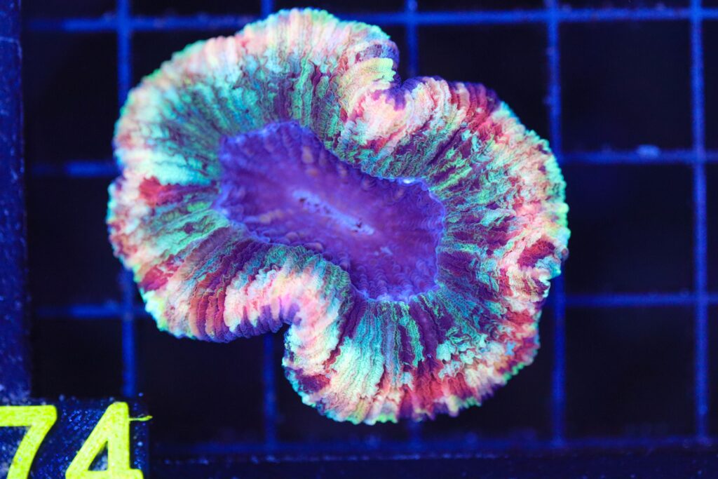 Frag Box Corals