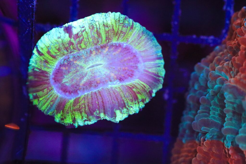 Frag Box Corals