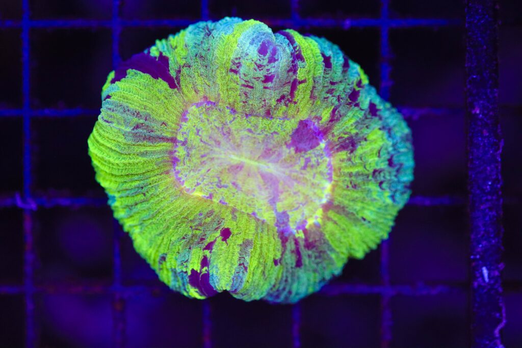 Frag Box Corals