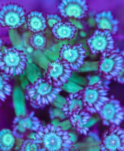 Goniopora Frag (Row #70:B)