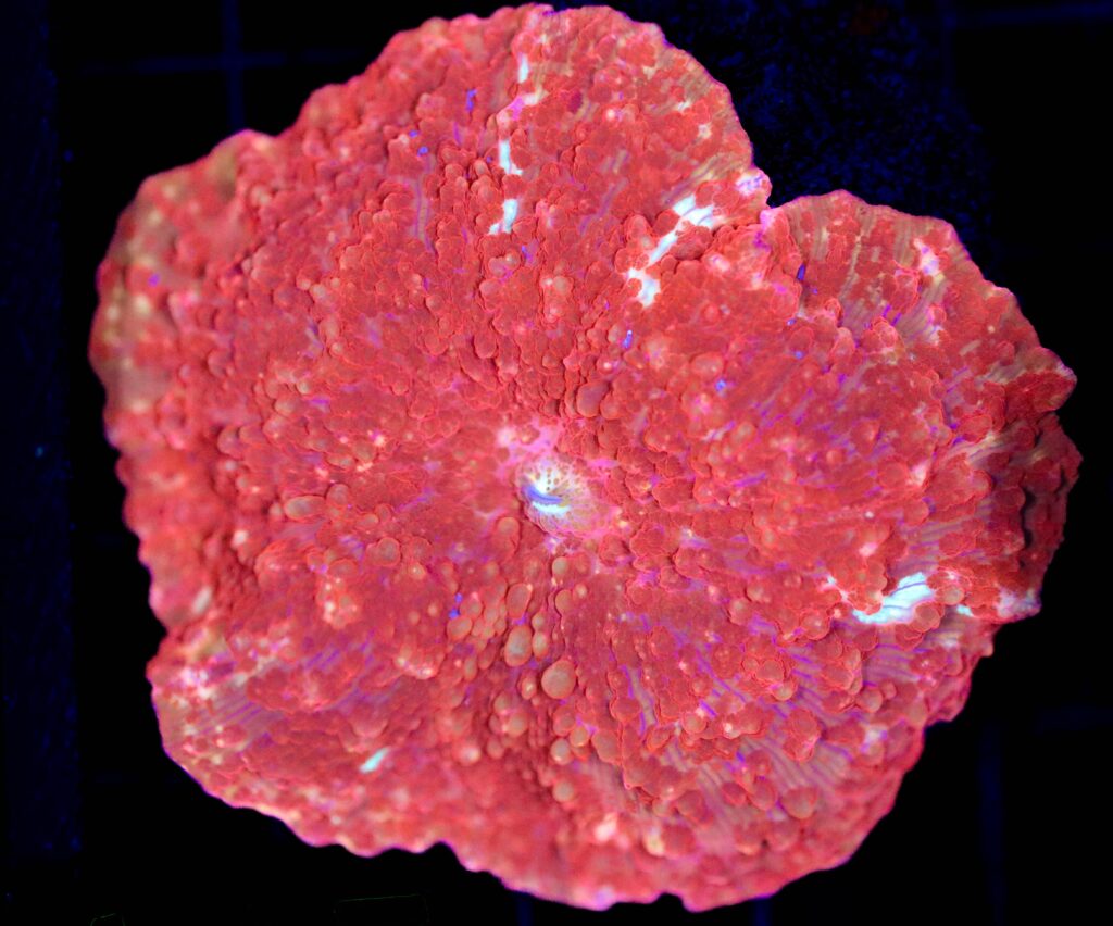 Frag Box Corals