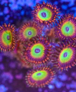Wysiwyg Candy Apple Zoa Frag x8! [F2]
