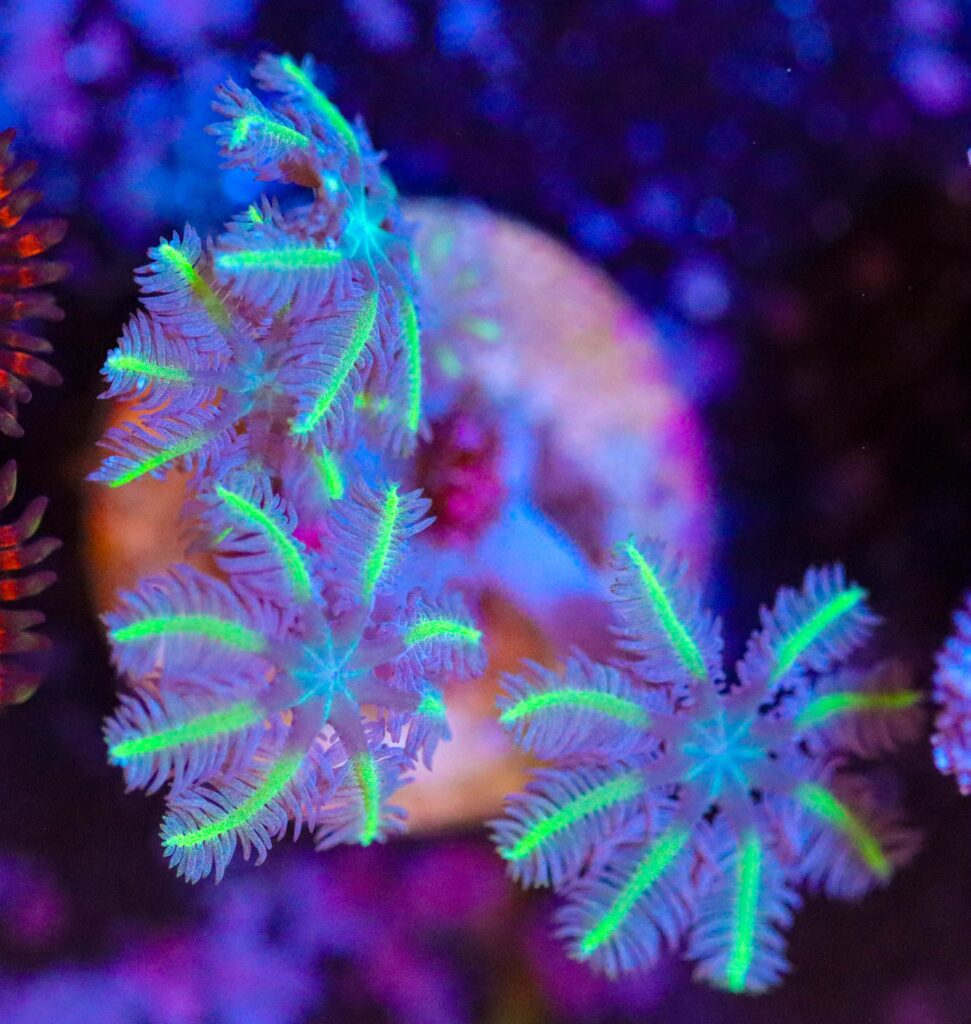 Frag Box Corals