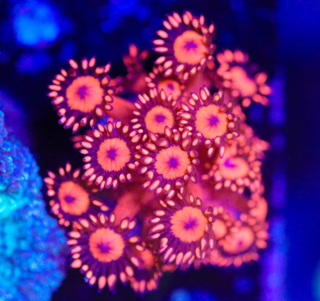 Frag Box Corals
