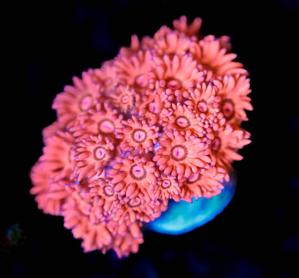 Frag Box Corals
